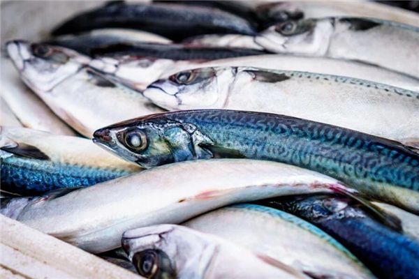 夢見好多死魚是什麼意思_周公解夢