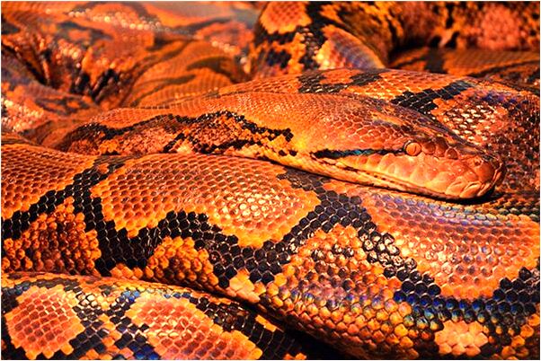 夢到自己撿到三塊寶石預兆了什麼嗎_周公解夢官網