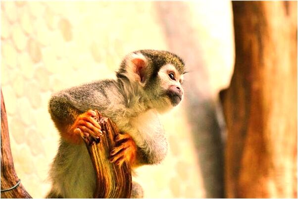 夢見別人往自己頭上放奶油是啥預兆_周公解夢官網