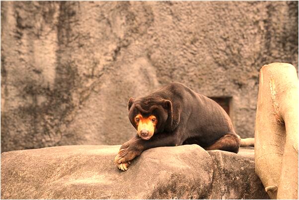 夢到了老公和別人勾搭是凶兆還是吉兆_周公解夢官網