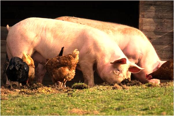 夢見和老公在自己的婚宴上怎么回事_周公解夢官網