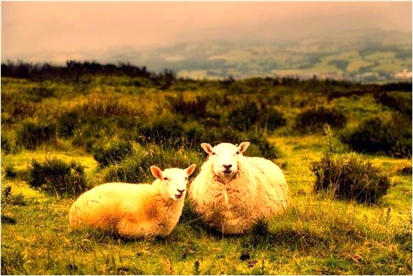 夢見抱編制的竹龍怎么說_周公解夢官網