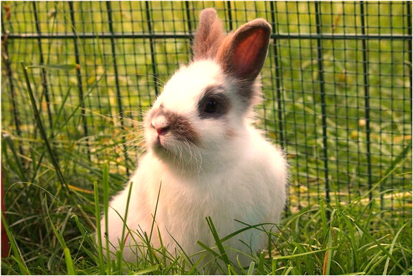 夢到畫雞和人有什麼含義_周公解夢官網