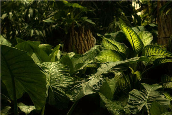 夢見男友被炸死了是不是好的徵兆呢_周公解夢官網