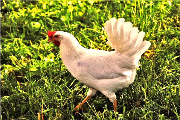 夢見拉屎拉到褲兜子裡是怎么回事_周公解夢官網