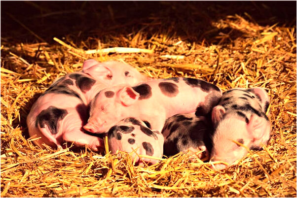 夢見蛇爬身意味著什麼_周公解夢官網