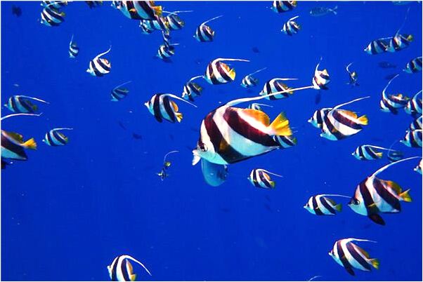 夢見撿好看的石頭有什麼含義_周公解夢官網