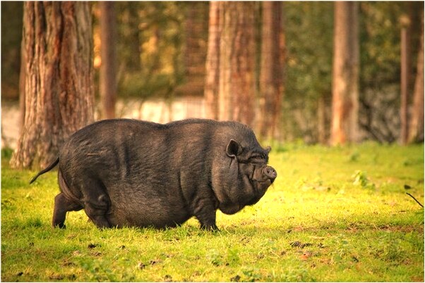 夢到駱駝養殖場什麼預兆_周公解夢官網