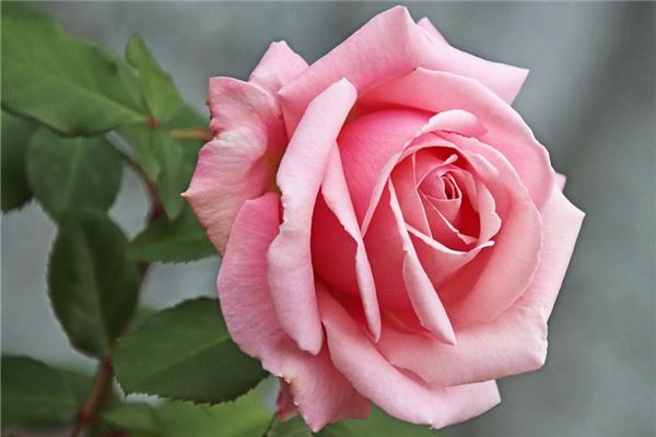 夢到鮮艷的花是什麼兆頭_周公解夢