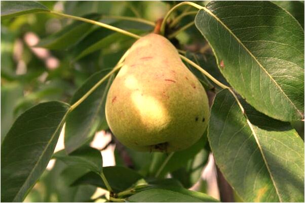 夢到三頭小豬自己還搬家什麼預兆_周公解夢官網