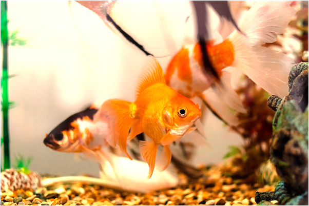 夢到女兒的牙被掰掉怎么回事_周公解夢官網