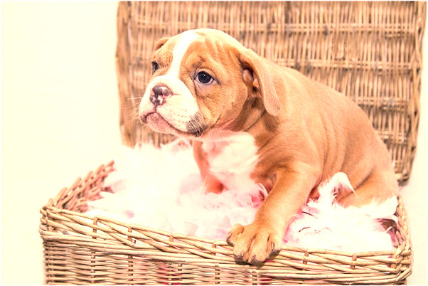 夢到家裡來了只小黃狗有什麼意思嗎_周公解夢官網