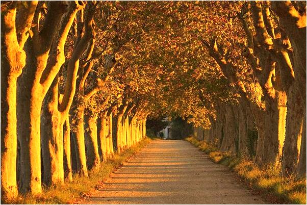 夢到淤泥蟲子預示什麼_周公解夢官網