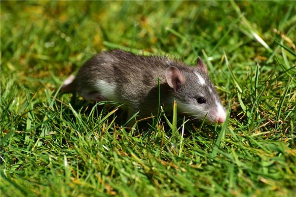 屬鼠人2021年多大了能結婚嗎_十二生肖