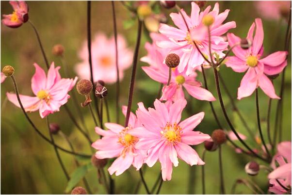 夢到了火燒起來是凶兆還是吉兆_周公解夢官網