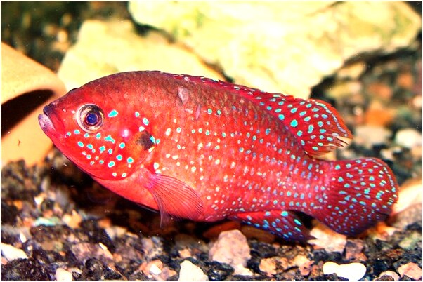 夢見狗不喜歡我是不是好的徵兆呢_周公解夢官網