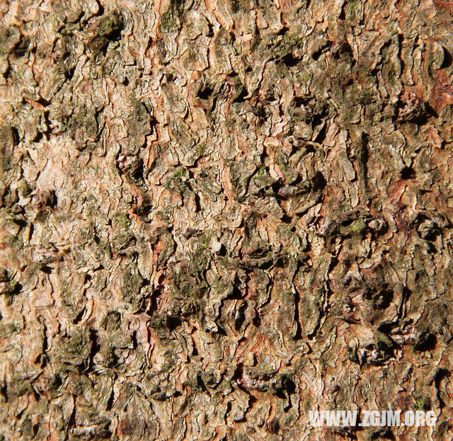 夢見兒子吸奶_周公解夢夢到兒子吸奶是什麼意思_做夢夢見兒子吸奶好不好_周公解夢官網