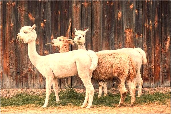 夢見我是星星有什麼寓意嗎？_周公解夢官網