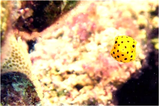 夢見黑龍白龍青龍會有什麼預兆_周公解夢官網