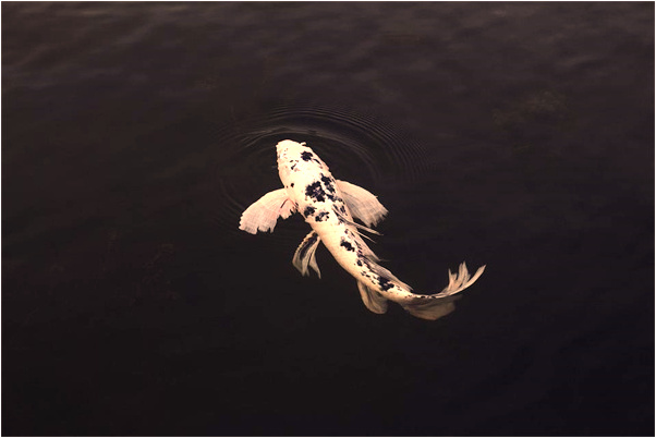 夢見與男朋友一起睡大街會是什麼預兆_周公解夢官網