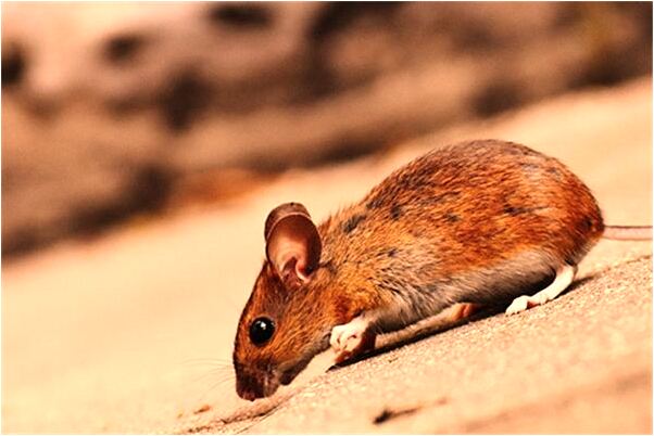 夢到了湖水淹沒是啥意思_周公解夢官網