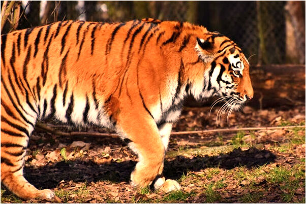 夢見去世的老師不讓做題代表著什麼?_周公解夢官網