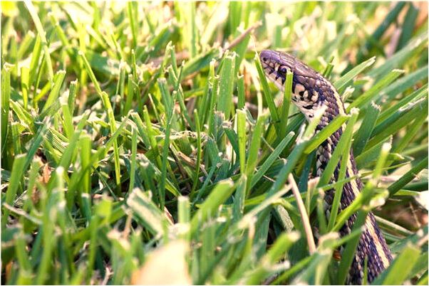 夢到了死人的畫匠活帶著火意味著什麼_周公解夢官網