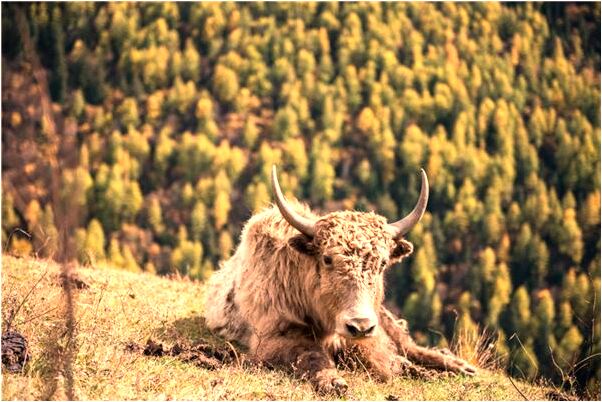 夢見蛇吃飽了意味著什麼_周公解夢官網
