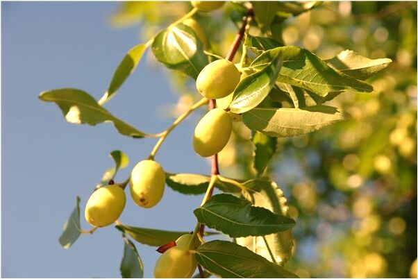 夢到了躲避毒蜂在冰櫃里呆著好不好_周公解夢官網