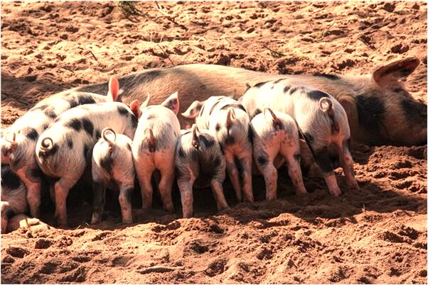 夢到車胎里有玻璃渣是什麼意思？_周公解夢官網