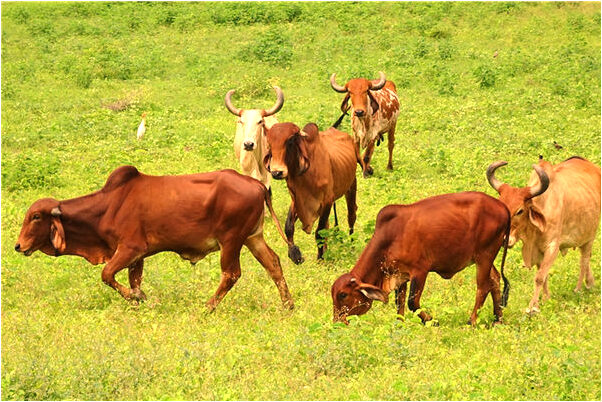 夢到自己賣紅薯是好是壞_周公解夢官網