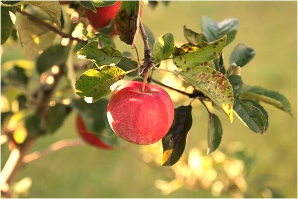 夢到黎木湘是不是好的徵兆呢_周公解夢官網