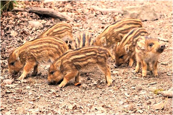 夢到妹妹在廚房煮送代表著什麼_周公解夢官網