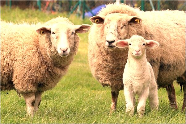 夢到了父親用槍打我是什麼預兆？_周公解夢官網