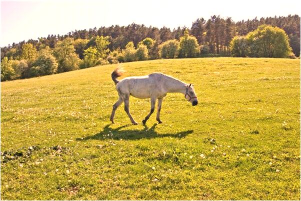 夢見女人把男人生殖器咬下來有何寓意_周公解夢官網