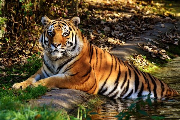 不同月份出生的屬虎人的命運_十二生肖