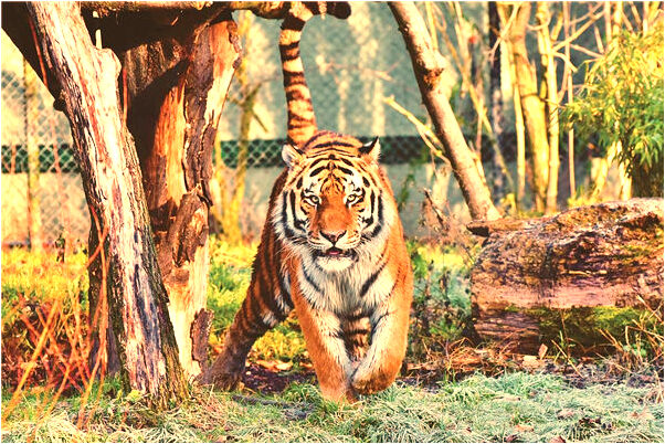 夢到了給別人家小男孩穿衣服預示著什麼_周公解夢官網