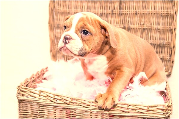 夢見姨拿姥姥葡萄和蜂蜜有什麼寓意嗎_周公解夢官網