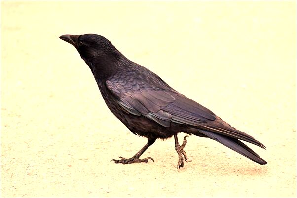 夢到所有的牙都在晃動會有什麼預兆_周公解夢官網