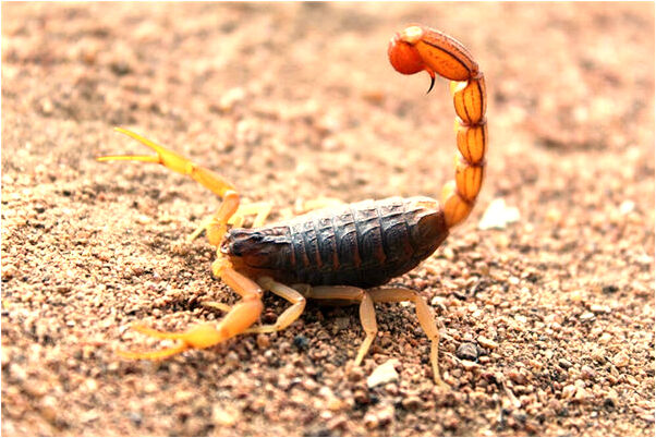 夢到了老公娶媳婦不要我代表什麼_周公解夢官網