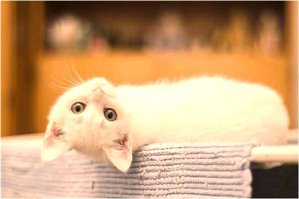 夢見我愛的男人車禍死了預兆了什麼嗎_周公解夢官網