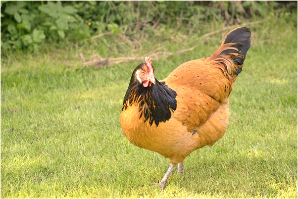 夢到別人完全陷入淤泥啥意思_周公解夢官網