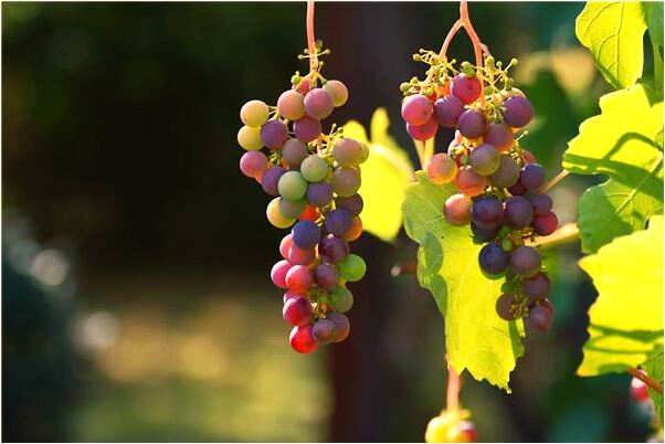 夢到和有權勢的男人好上了是什麼意思_周公解夢官網