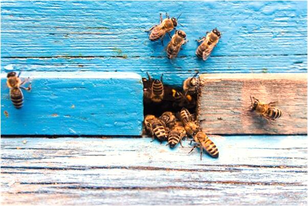 夢見看學弟學妹布置馬拉松跑道意味著什麼_周公解夢官網