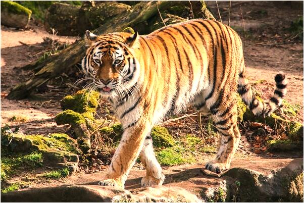 夢到買了一隻老母雞是凶兆還是吉兆_周公解夢官網