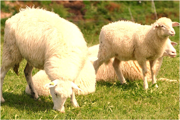 夢到了釣到鯽魚卻被狗吃了預示了什麼_周公解夢官網