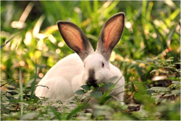 夢到了房子底下挖出古董有什麼意思_周公解夢官網