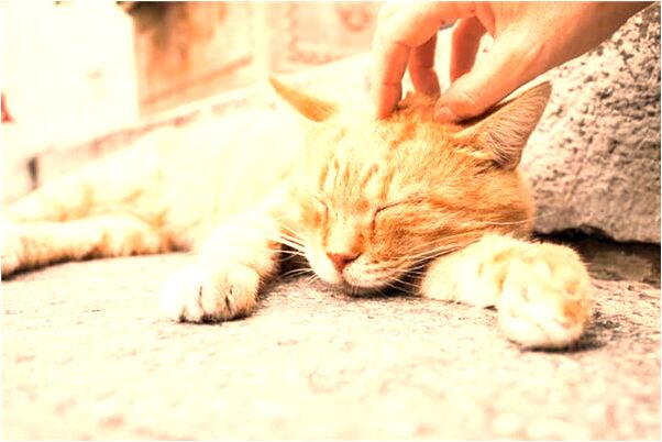 夢到了別人殺死老虎是什麼徵兆_周公解夢官網