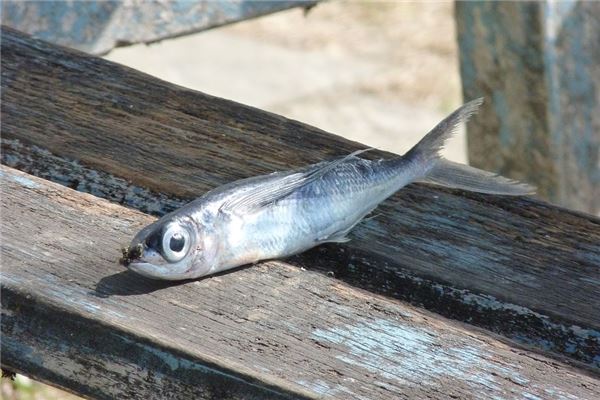 夢見魚死_周公解夢