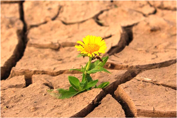 夢到貓投降是凶兆還是吉兆_周公解夢官網